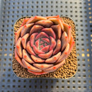 Echeveria 'Pinks' 2" Succulent Plant Cutting