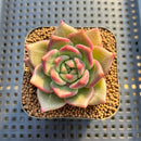Echeveria 'Sneddy' 2" Succulent Plant Cutting