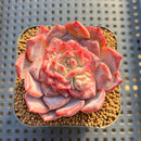 Echeveria 'Pumpkin' 2" Succulent Plant Cutting
