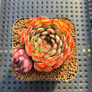 Echeveria 'Karen' 1"-2" Succulent Plant Cutting