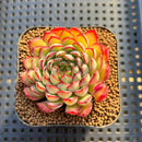 Echeveria 'Karen' 1"-2" Succulent Plant Cutting