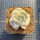 Graptoveria 'Lovely Rose' Variegated 2" Succulent Plant