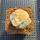 Graptoveria 'Lovely Rose' Variegated 2" Succulent Plant