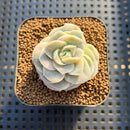 Graptoveria 'Lovely Rose' Variegated 2" Succulent Plant