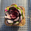 Echeveria 'Real Black' 2" Succulent Plant Cutting