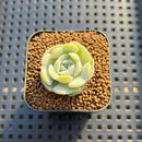 Echeveria 'Heart Angel' 1" Succulent Plant Cutting