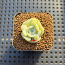 Echeveria 'Heart Angel' 1" Succulent Plant Cutting