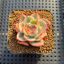 Echeveria Agavoides 'Purple Ebony' Variegated 1" Succulent Plant Cutting