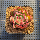Echeveria 'Starboss' Variegated 1"-2" Succulent Plant Cutting
