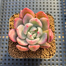 Echeveria 'Pink Champaign' Variegated 2" Succulent Plant Cutting