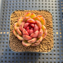 Echeveria sp. 1" Succulent Plant Cutting