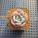 Echeveria 'Arpege' 1" Succulent Plant Cutting