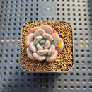 Echeveria 'Arpege' 1" Succulent Plant Cutting