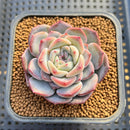 Echeveria 'Unipink' 2" Succulent Plant Cutting