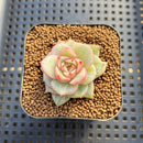 Echeveria 'Black Rose' Variegated 1" Succulent Plant Cutting