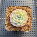 Echeveria 'Mont Blanc' 1" Succulent Plant Cutting