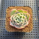 Echeveria 'Green Rose' (Lovely Rose Hybrid) 1"-2" Succulent Plant Cutting