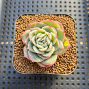 Echeveria 'Green Rose' (Lovely Rose Hybrid) 1"-2" Succulent Plant Cutting
