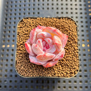 Echeveria 'Ivory' 1"-2" Special Clone Succulent Plant Cutting