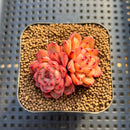 Echeveria 'Chrome Heart' 1"-2" New Hybrid Succulent Plant Cutting