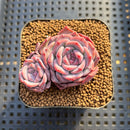 Echeveria 'Pumpkin' 2" Succulent Plant Cutting