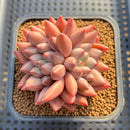 Pachyphytum 'Angels Finger' 2"-3" Succulent Plant Cutting