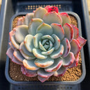 Echeveria 'Icy Purple' Extra Large Specimen 5" Succulent Plant Cutting