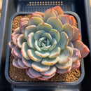 Echeveria 'Icy Purple' Extra Large Specimen 5" Succulent Plant Cutting