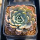 Echeveria 'Icy Purple' Extra Large Specimen 5" Succulent Plant Cutting