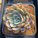 Echeveria 'Icy Purple' Extra Large Specimen 5" Succulent Plant Cutting