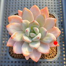 Echeveria 'Miss Jin' 3"-4" Succulent Plant Cutting