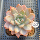 Echeveria 'Miss Jin' 3"-4" Succulent Plant Cutting