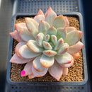Echeveria 'Miss Jin' 3"-4" Succulent Plant Cutting