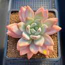 Echeveria 'Miss Jin' 3"-4" Succulent Plant Cutting