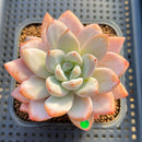 Echeveria 'Miss Jin' 3"-4" Succulent Plant Cutting