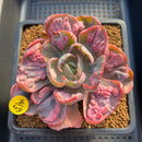 Echeveria 'Beyonce' Variegated 3"-4" Succulent Plant Cutting