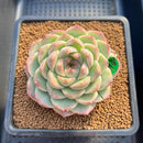 Echeveria 'Queens Rose' 3" Succulent Plant Cutting