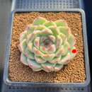 Echeveria 'Queens Rose' 3" Succulent Plant Cutting