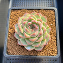 Echeveria 'Queens Rose' 3" Succulent Plant Cutting