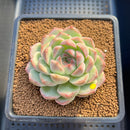 Echeveria 'Queens Rose' 3" Succulent Plant Cutting