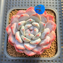 Echeveria 'Jade Butterfly' 2"-3" Succulent Plant Cutting