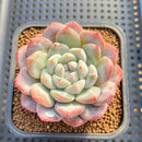 Echeveria 'Jade Butterfly' 2"-3" Succulent Plant Cutting