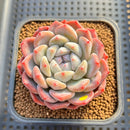Echeveria 'Jade Butterfly' 2"-3" Succulent Plant Cutting