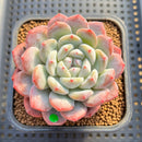 Echeveria 'Jade Butterfly' 2"-3" Succulent Plant Cutting
