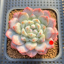 Echeveria 'Jade Butterfly' 2"-3" Succulent Plant Cutting