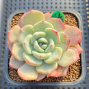 Echeveria 'Shamong' 2" Succulent Plant Cutting