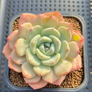 Echeveria 'Shamong' 2" Succulent Plant Cutting