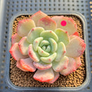 Echeveria 'Shamong' 2" Succulent Plant Cutting