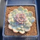 Echeveria 'Acacia' Jelly Type 2"-3" Succulent Plant Cutting