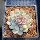 Echeveria 'Acacia' Jelly Type 2"-3" Succulent Plant Cutting